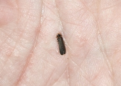Phausis reticulata