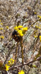 Marasmodes dummeri