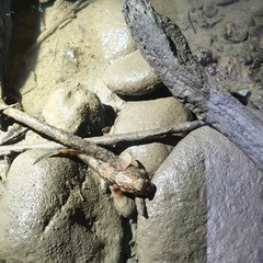 Periophthalmus modestus