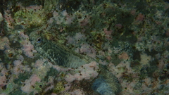Istiblennius edentulus