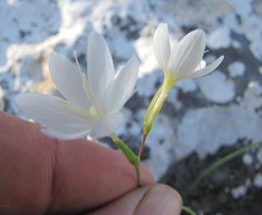 Hesperantha dolomitica