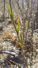 Psoralea uncinata