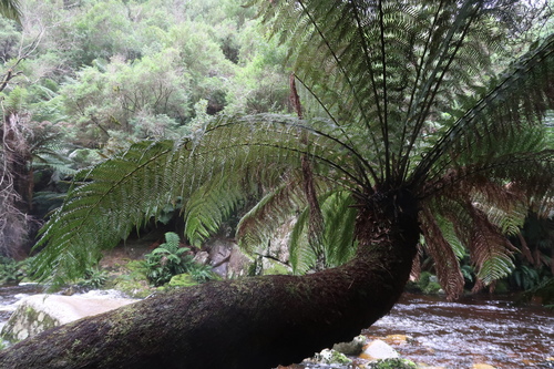 Dicksonia antarctica