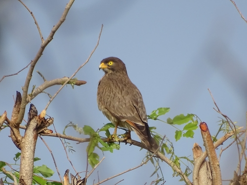Grasshopper Buzzard