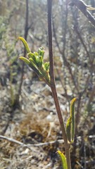 Psoralea uncinata