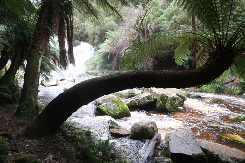 Dicksonia antarctica