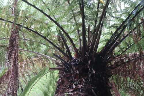Dicksonia antarctica