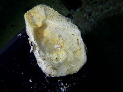 Striostrea margaritacea