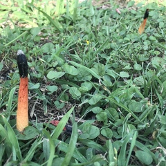 Phallus rubicundus