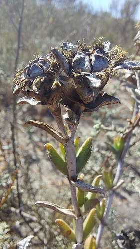 Branching Spoonfig (Erepsia ramosa)