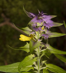 Melampyrum velebiticum