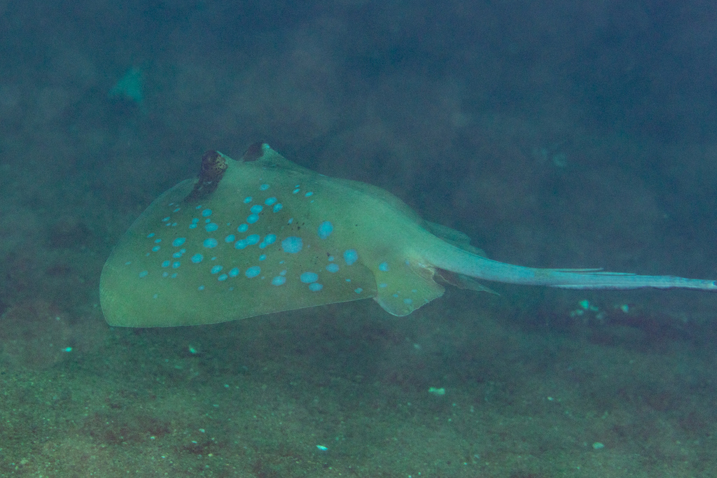 Oriental Bluespotted Maskray (Neotrygon orientale) - Marine Life ...