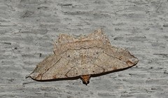 Macaria multilineata