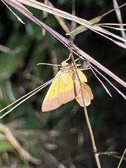 Endocrossis flavibasalis