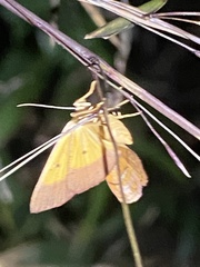 Endocrossis flavibasalis