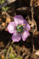 Drosera pauciflora