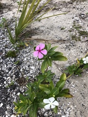 Catharanthus roseus image