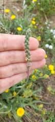 Platanaceae