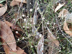 Laxmannia orientalis