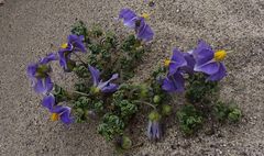 Solanum sinuatirecurvum