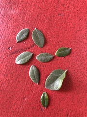 Triphasia trifolia