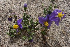 Solanum sinuatirecurvum