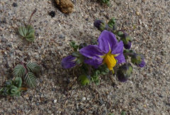 Solanum sinuatirecurvum