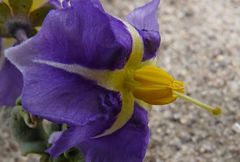 Solanum sinuatirecurvum