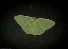 Comostola leucomerata