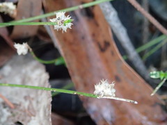 Laxmannia orientalis