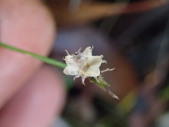 Laxmannia orientalis