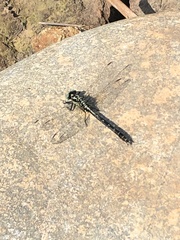 Trigomphus citimus tabei
