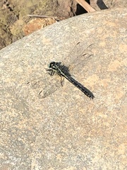 Trigomphus citimus tabei