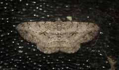 Psilalcis isombra