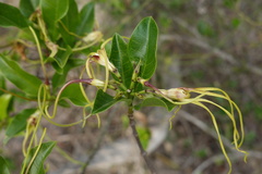 Strophanthus divaricatus
