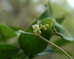 Cocculus orbiculatus