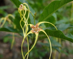 Strophanthus divaricatus