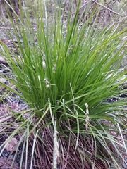 Carex elongata