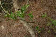 Strophanthus divaricatus