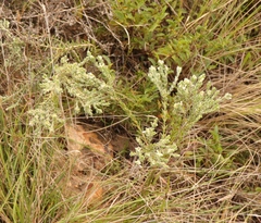 Gnidia nodiflora