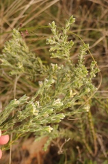 Gnidia nodiflora