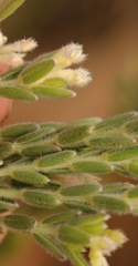 Gnidia nodiflora