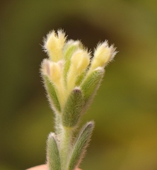 Gnidia nodiflora
