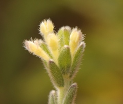 Gnidia nodiflora
