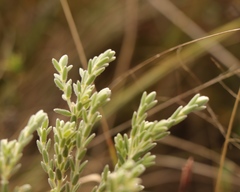 Gnidia nodiflora