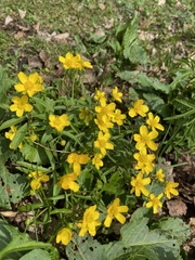 Ranunculus monophyllus