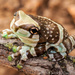 Amazon Milk Frog - Photo (c) John P Clare, some rights reserved (CC BY-NC-ND)