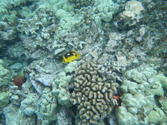 Chaetodon quadrimaculatus