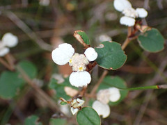 Spyridium thymifolium