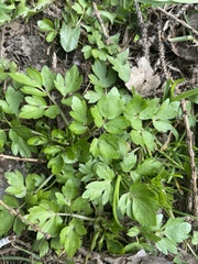 Ranunculus repens